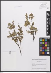 Foto von Salix caesia Vill.